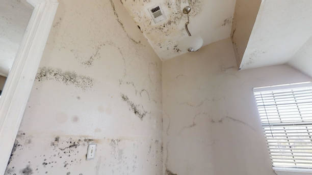 Best Black Mold Removal  in North Conway, NH