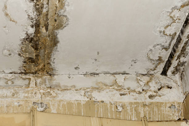 Best Mold-Related Health Consultation  in North Conway, NH