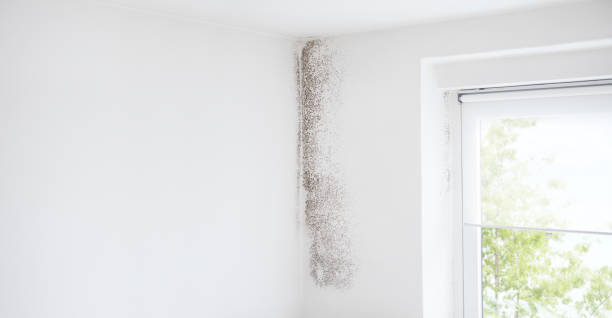 Best Dehumidification Services  in North Conway, NH