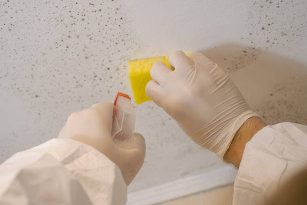 Best Mold Documentation for Insurance Claims  in North Conway, NH