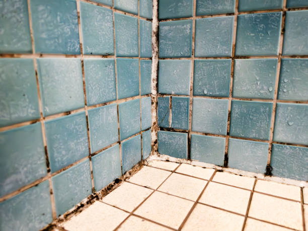 Best Attic Mold Removal  in North Conway, NH