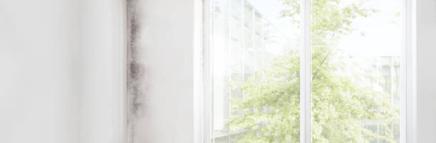 Best Environmental Consulting for Mold Prevention  in North Conway, NH