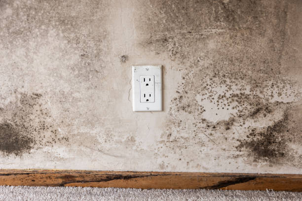 Best Mold Odor Removal Services  in North Conway, NH