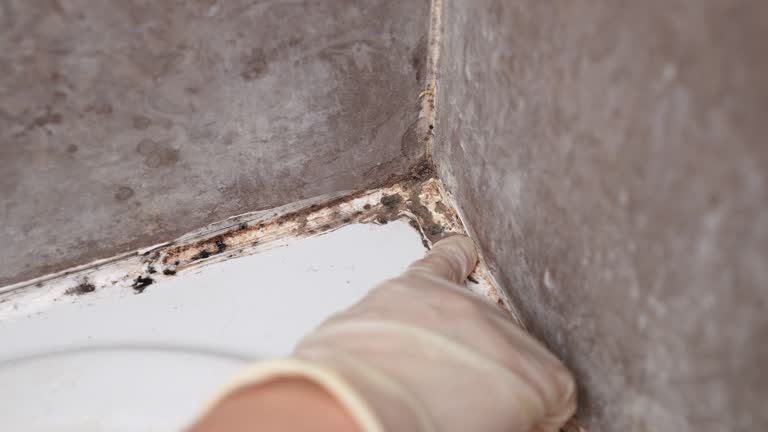 Mold Odor Removal Services in North Conway, NH