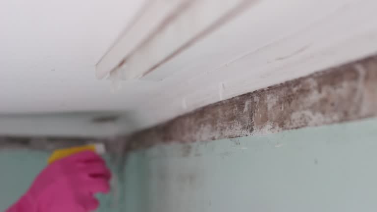 Best Crawl Space Mold Remediation  in North Conway, NH