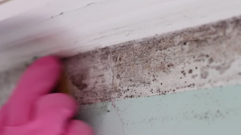Best Commercial Mold Inspection  in North Conway, NH